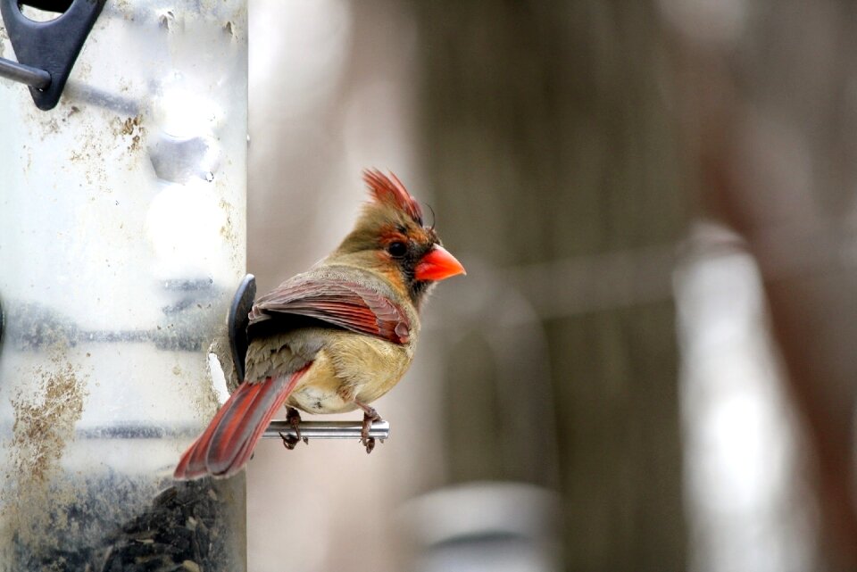 Nature wildlife birdwatching