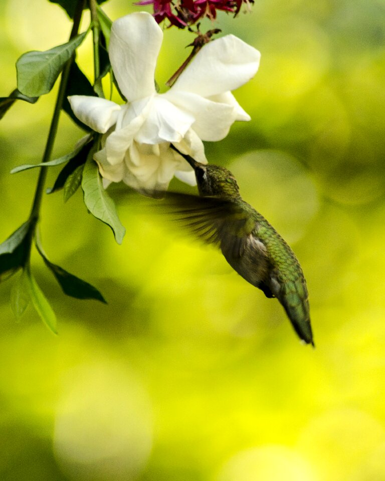 Flora garden bird