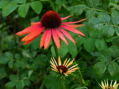 Plant garden summer