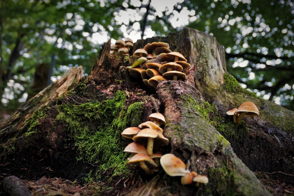 Autumn tree fungus tree stump