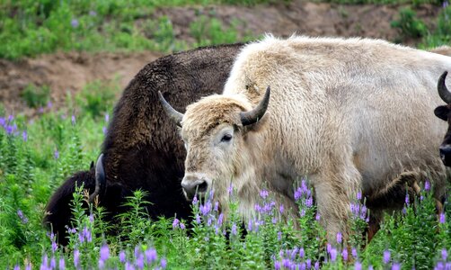 Animal nature mammal