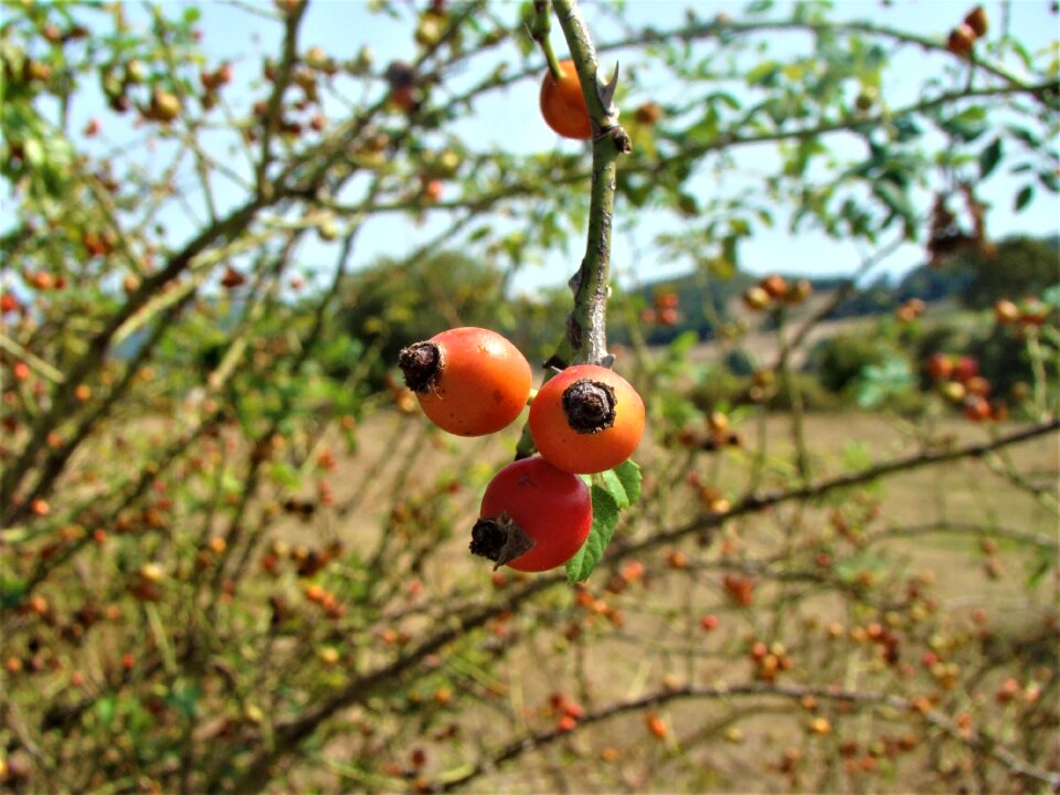 Garden fresh healthy