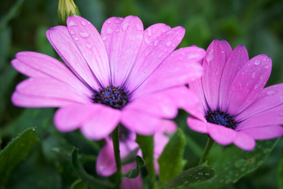 Rain pink flowers macro