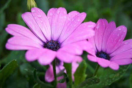 Rain pink flowers macro