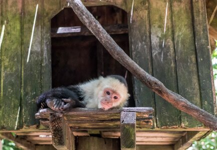 Primate wildlife wood