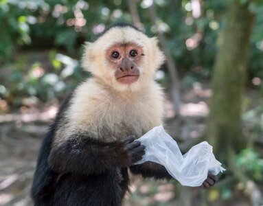 Primate portrait cute