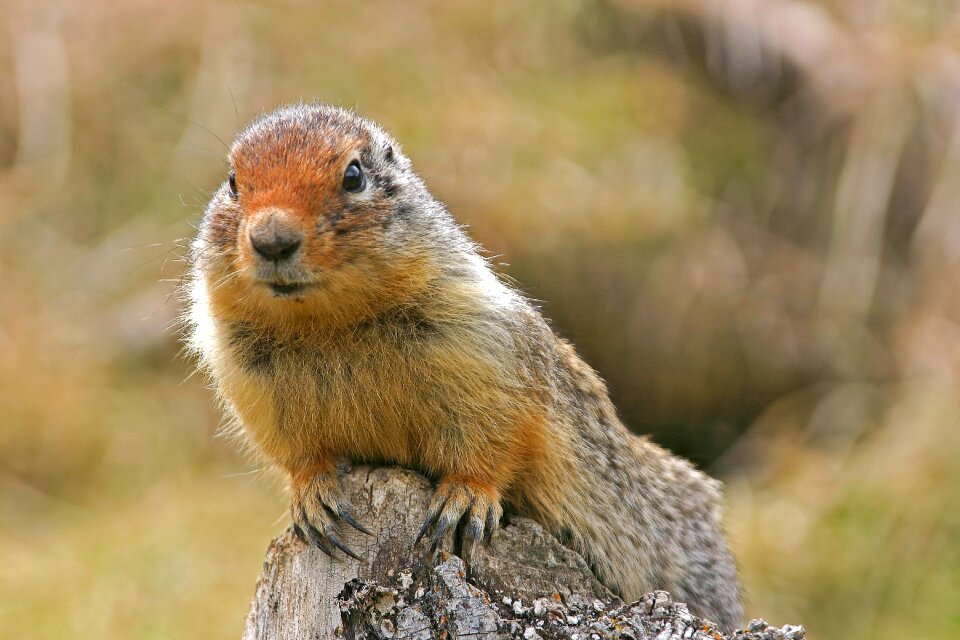 Animal cute rodent