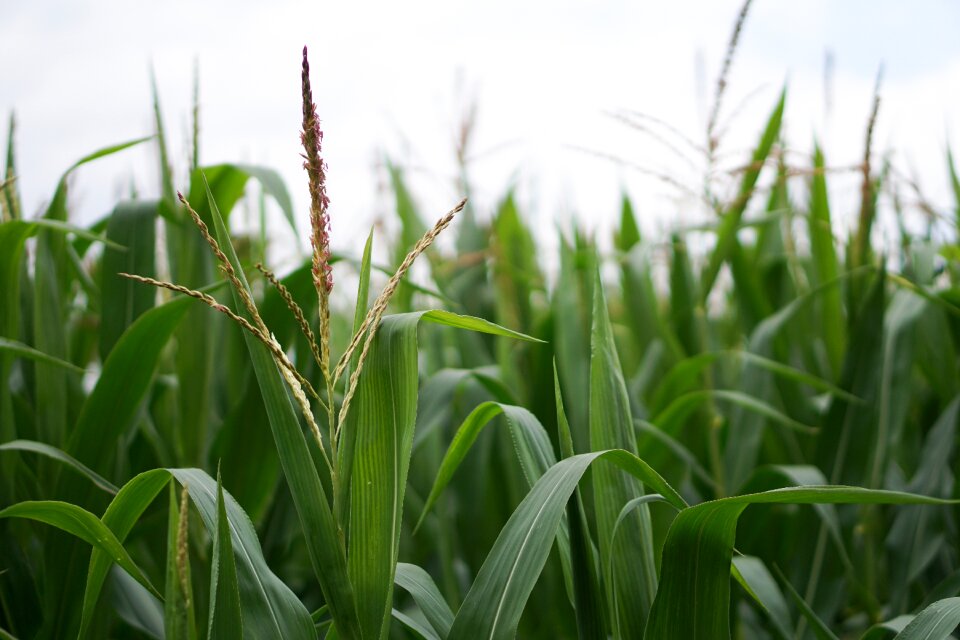 Agriculture field fields