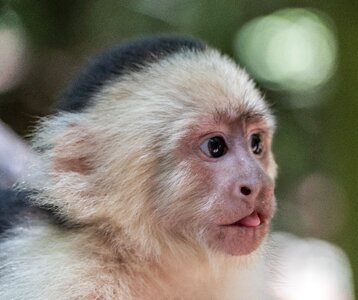 Baby close- up mammal