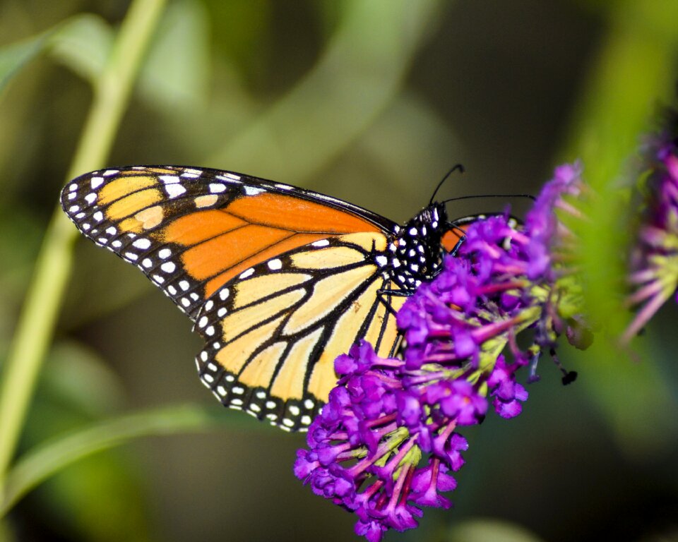 Flower wing monarch