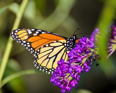Flower wing monarch photo