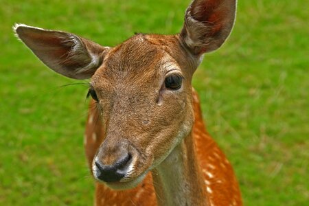 Animal world meadow nature