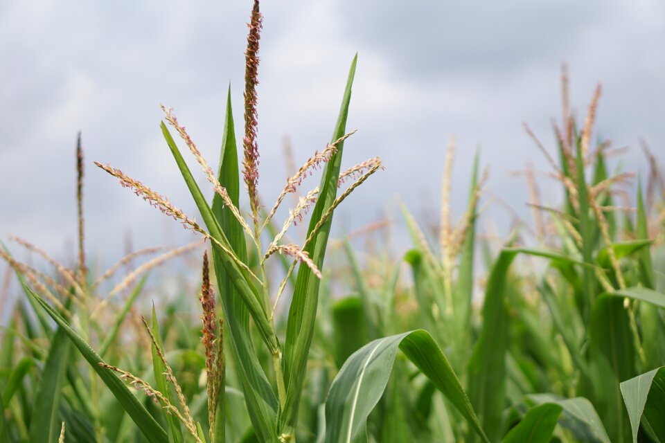 Agriculture field fields