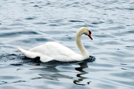 Swan lake wildlife photo