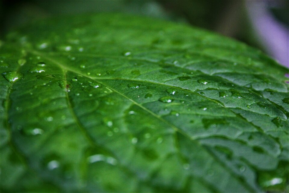 Green close up garden
