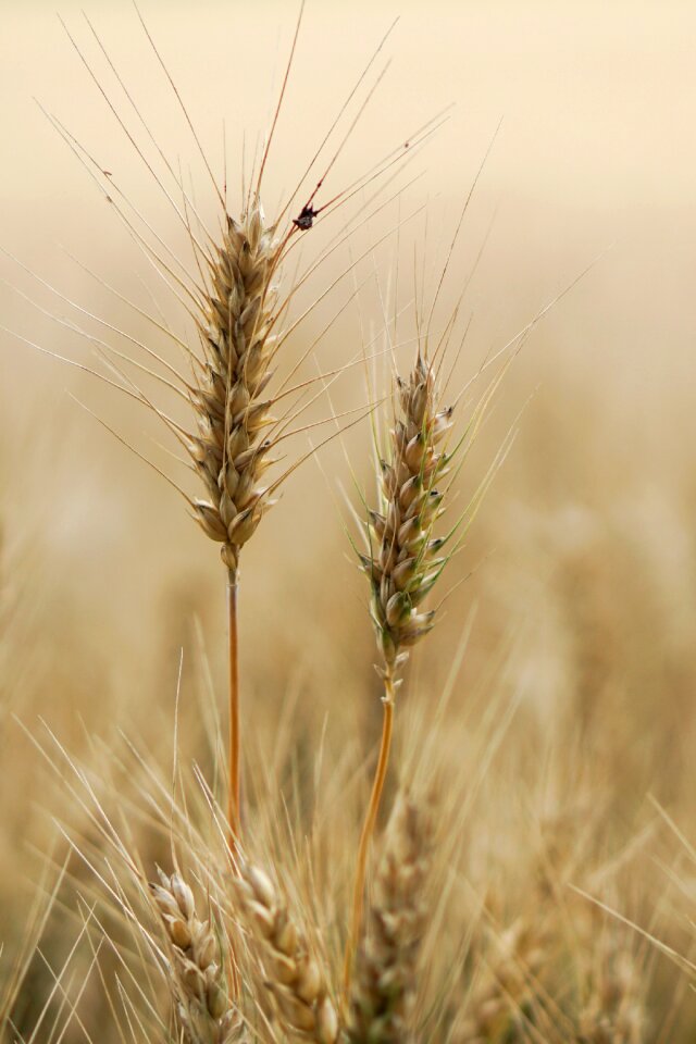 Agriculture field fields
