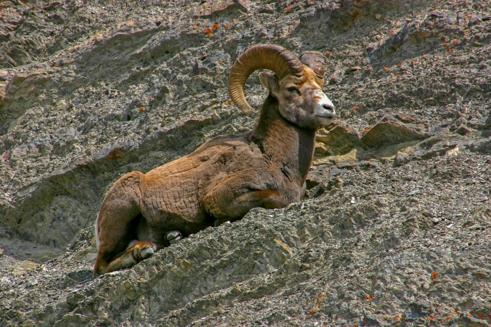 Animal world rock sheep