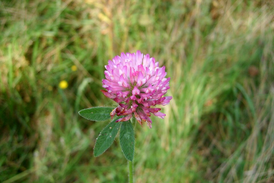Closeup single meadow