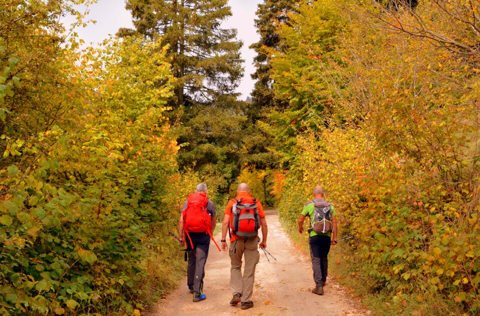 Trail trees forest