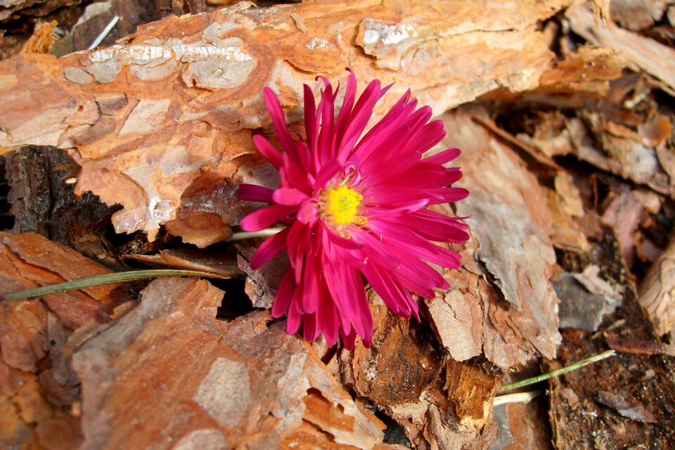 Flower flora detail of