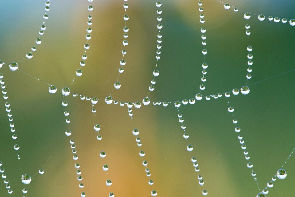 Drip morgentau drop of water