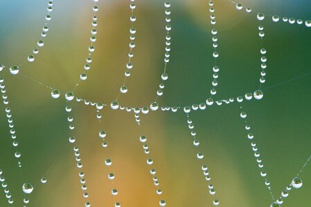 Drip morgentau drop of water photo