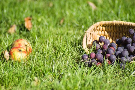 Shopping cart apples grass