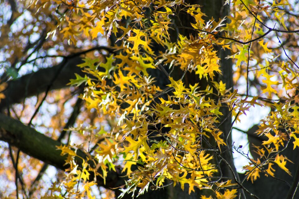 Colorful autumn autumn gold