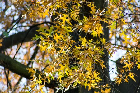 Colorful autumn autumn gold photo