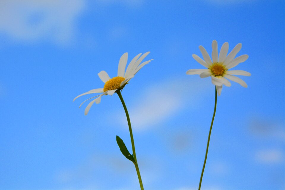 Bouquet field petals