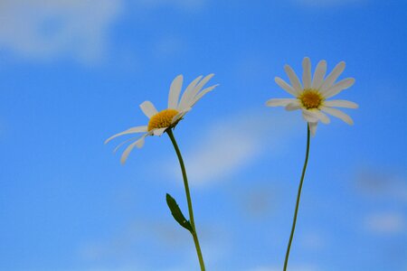 Bouquet field petals