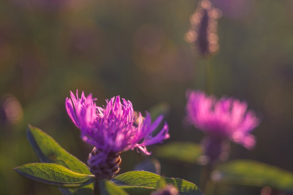 Meadow macro nature photo