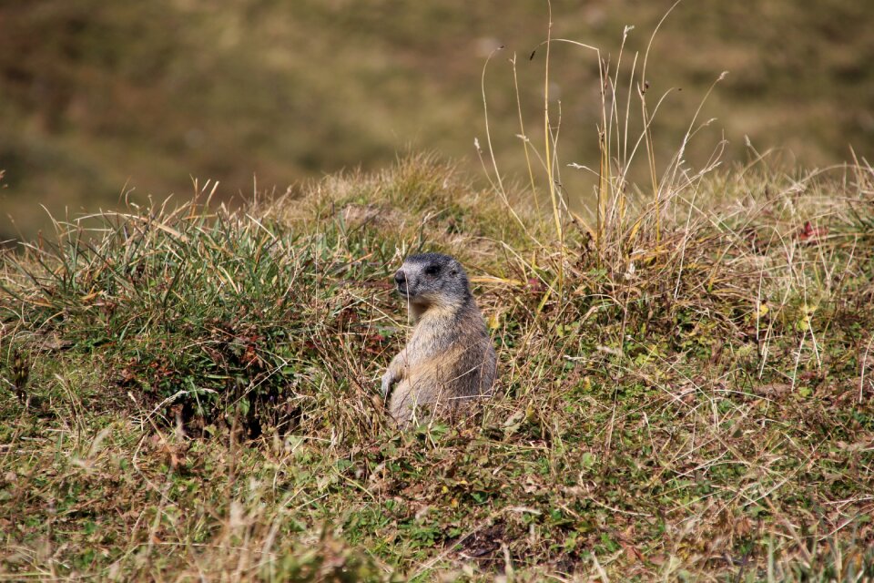 Marmota marmota rodent mammal