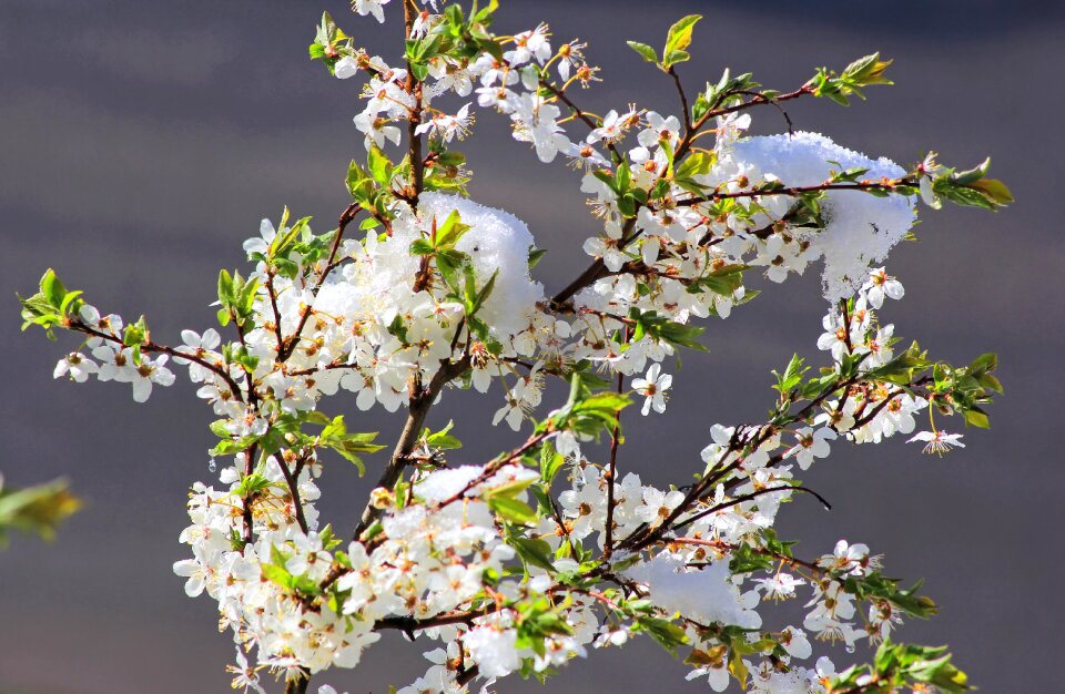 Spring plum blooming