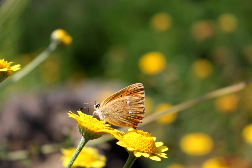Nature macro summer
