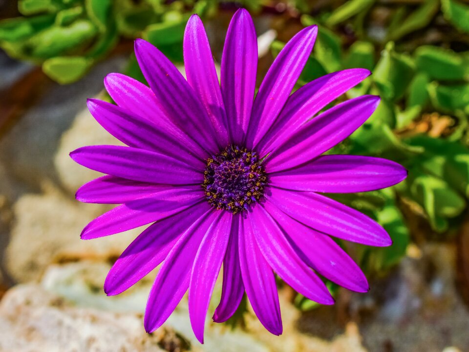 Purple nature spring