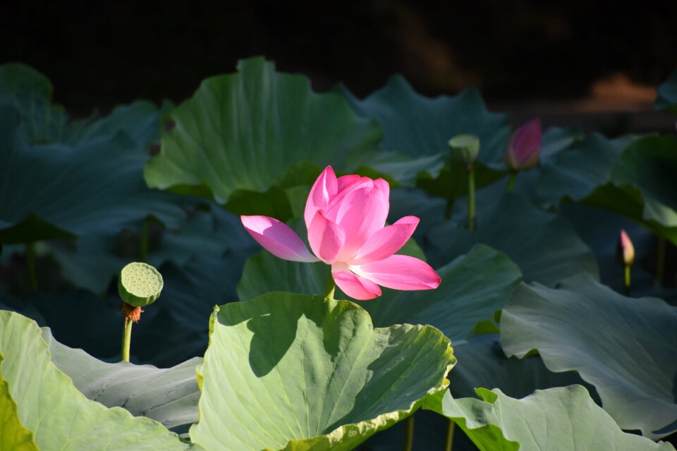 Summer lotus pond sunshine