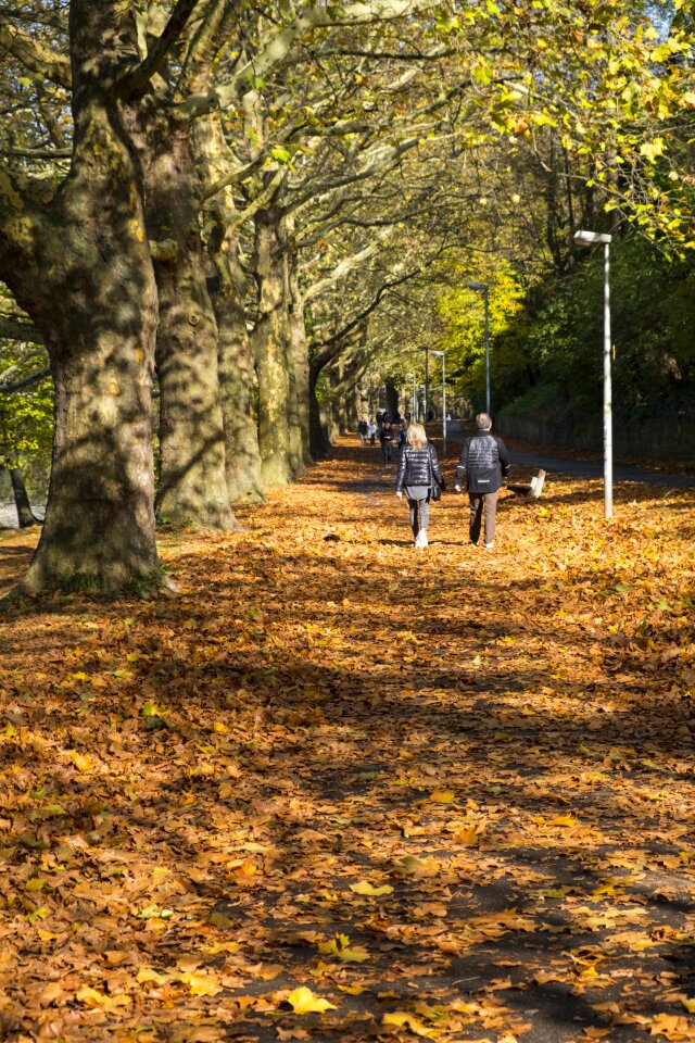 Autumn leaves trees