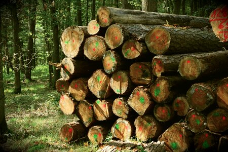 Wood stack forestry photo