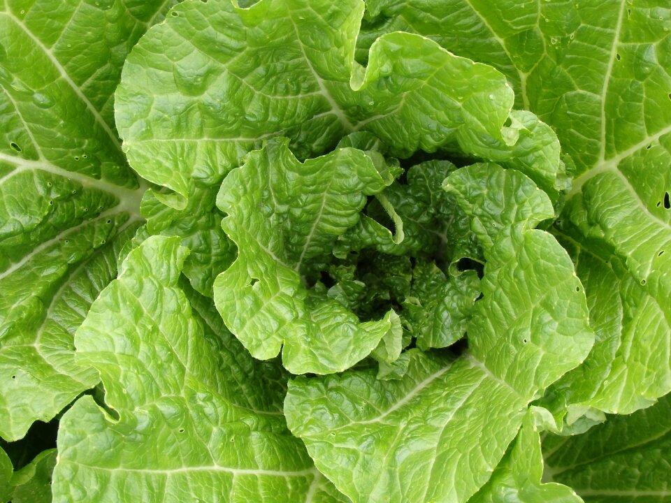Lettuce crop leaf lettuce
