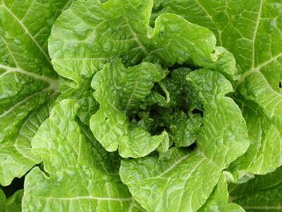 Lettuce crop leaf lettuce
