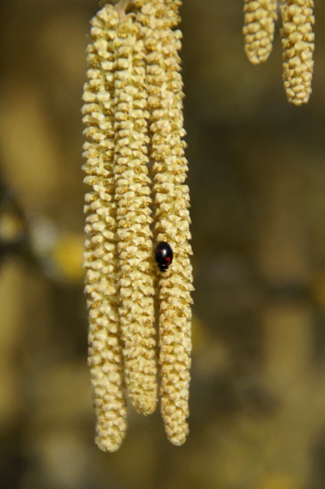Close up season spring