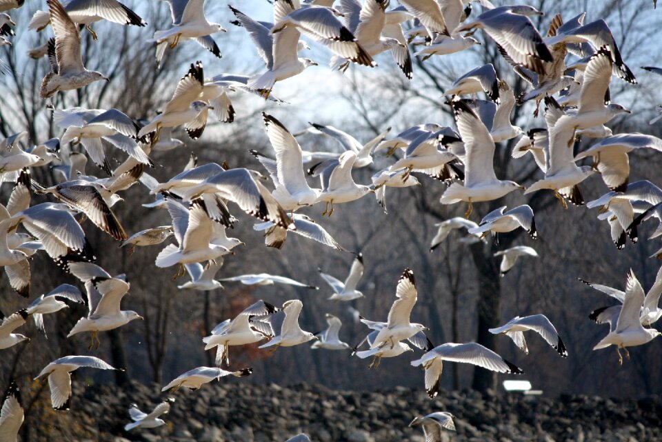 Fly waterfowl wing photo