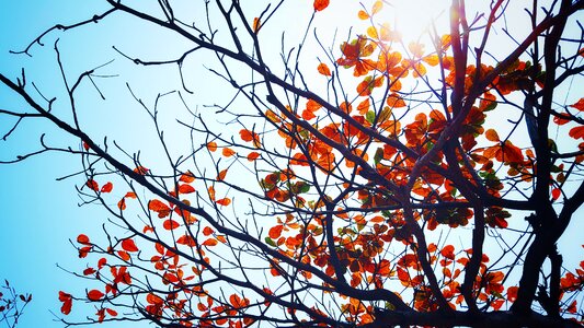 Branches twigs sky