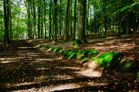 Green landscape mood photo