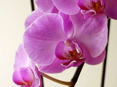 Flower pink decor