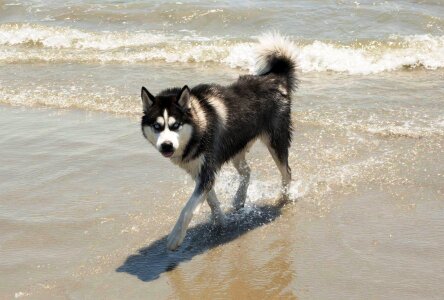 Water outdoors pet