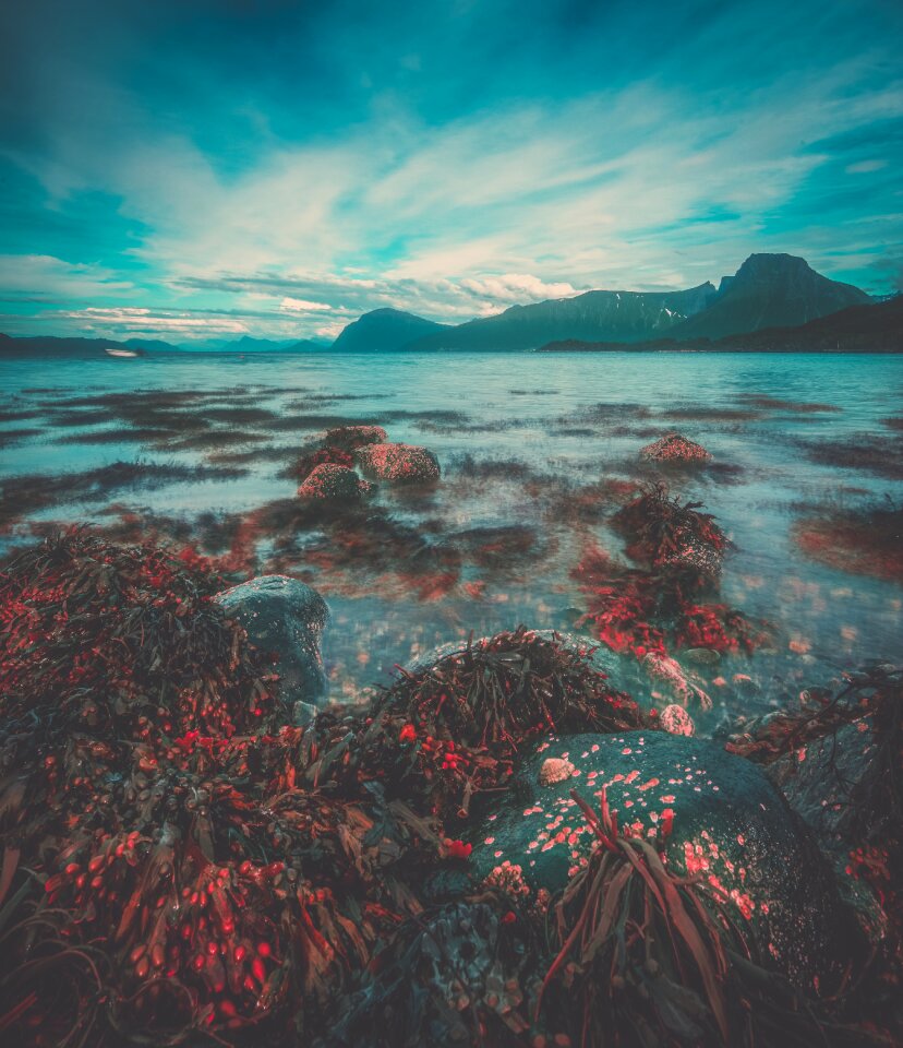 Sea flowers rocks