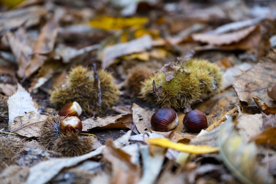 Leaves chestnut chestnuts