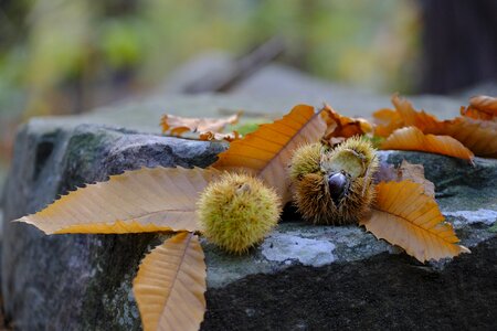 Leaves chestnut chestnuts photo